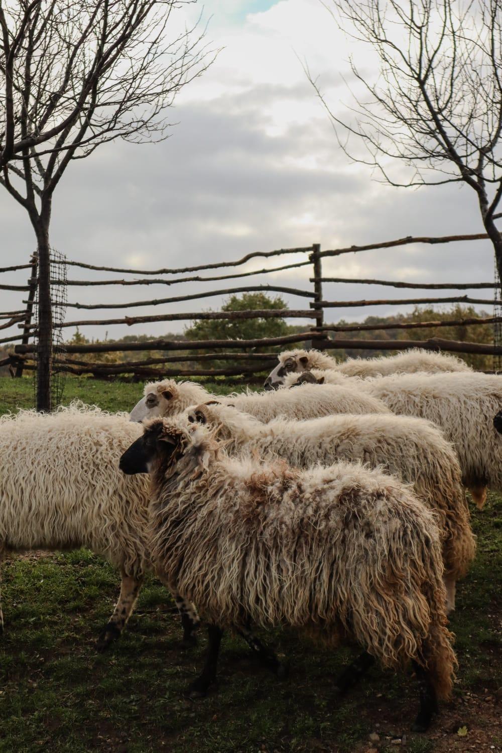 Chez Marthe, Organic Farm Stay Knin Dış mekan fotoğraf